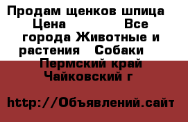 Продам щенков шпица › Цена ­ 25 000 - Все города Животные и растения » Собаки   . Пермский край,Чайковский г.